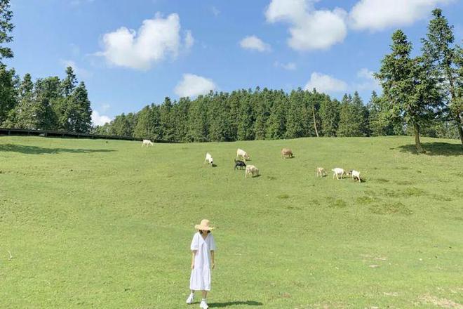 略最佳路线初次来仙女山你真的要点进来新利体育18重庆仙女山自由行旅游攻